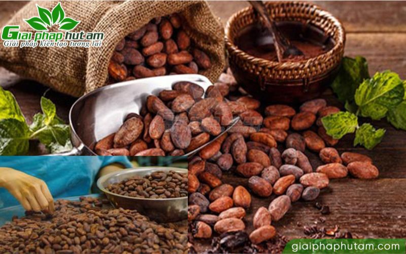 máy hút ẩm bảo quản bột ca cao uy tín