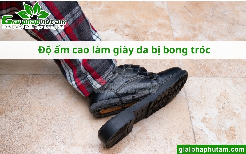 Độ ẩm bảo quản giày da ảnh hưởng đến chất lượng giày