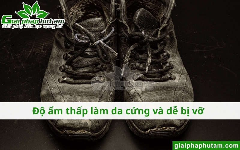 Độ ẩm bảo quản giày da làm hư hỏng giày