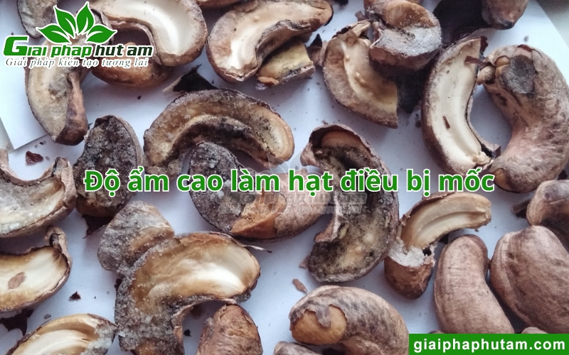 Độ ẩm hạt điều cao làm hạt điều bị mốc