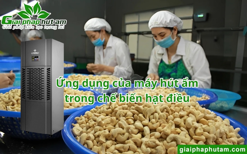 ứng dụng máy hút ẩm trong việc kiểm soát Độ ẩm hạt điều