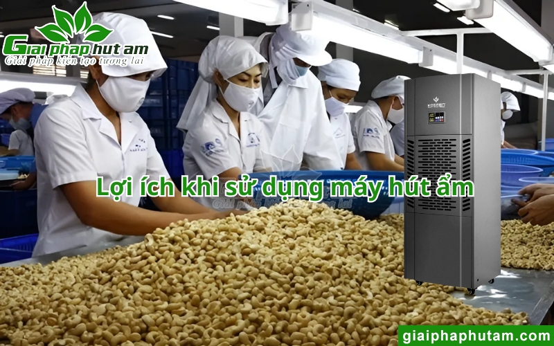 lợi ích của máy hút ẩm trong kiểm soát Độ ẩm hạt điều