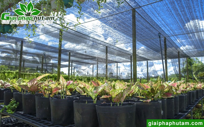sử dụng lưới cắt nắng để kiểm soát độ ẩm nhà kính, nhà màng, nhà lưới