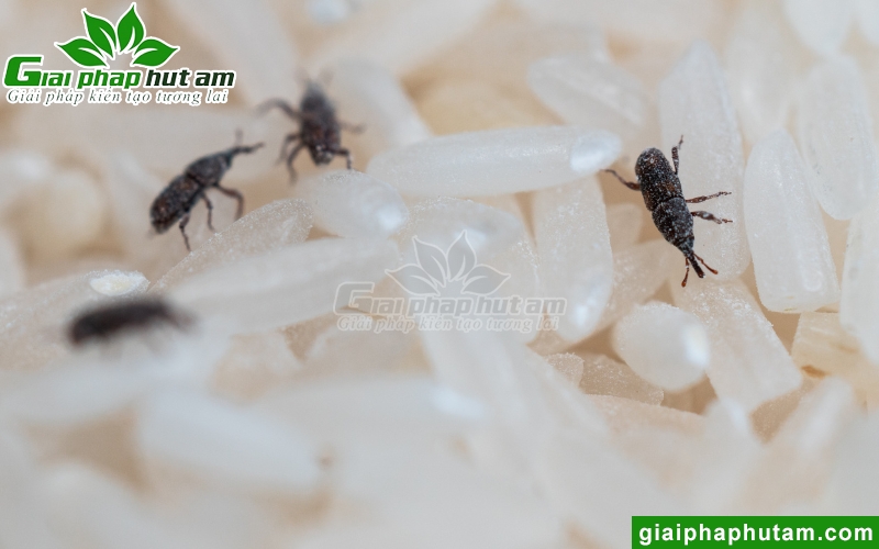 độ ẩm cao tăng nguy cơ mối mọt tấn công