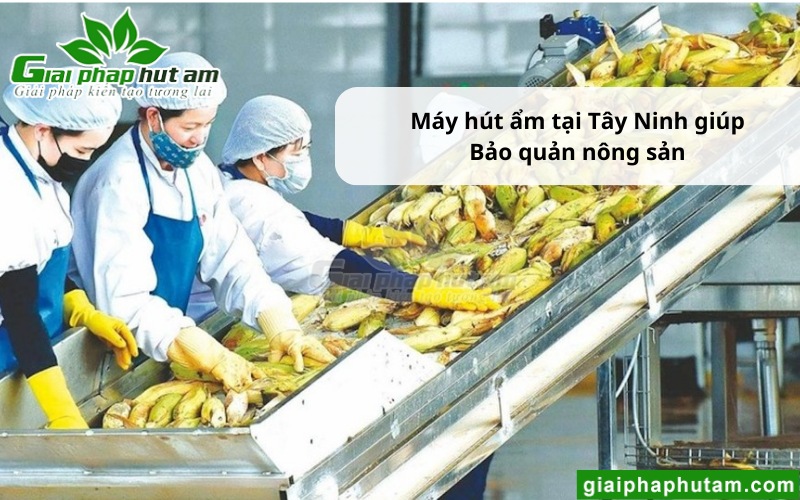 bảo quản nông sản với máy hút ẩm tại Tây Ninh