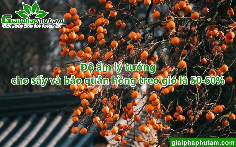 độ ẩm ảnh hưởng đến quá trình sấy và bảo quản hồng treo gió